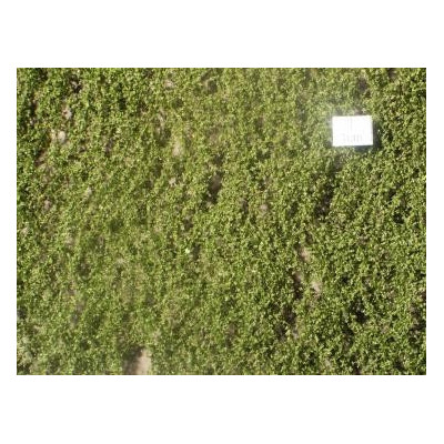 FEUILLAGE DE BOULOT "ETE" de SILHOUETTE MININATUR 910-12 SX